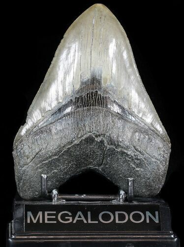 Glossy, Serrated, Megalodon Tooth - South Carolina #49937